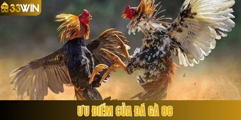 Đánh giá điểm nổi bật của sảnh đá gà 88 sở hữu